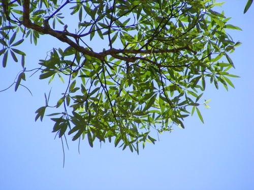 Image of Northern Milkwood (Alstonia actinophylla) by (c) coenobita, some rights reserved (CC BY)
