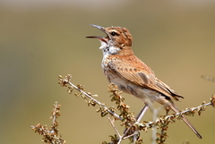 Certhilauda subcoronata