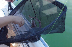 Asymbolus vincenti