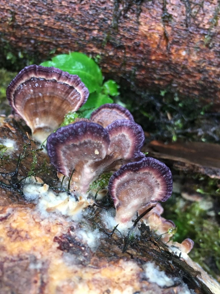 Trichaptum biforme · January 2019 · photo: © sheriff_woody_pct (iNaturalist, cc-by)
