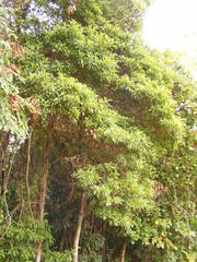 Alstonia muelleriana