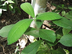 Alstonia muelleriana