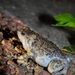 Sichuan Digging Frog - Photo (c) Shuangqi Liu, some rights reserved (CC BY-NC-SA), uploaded by Shuangqi Liu