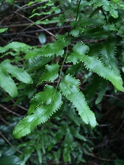 Lygodiaceae