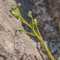 Alepidea natalensis