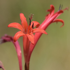 Watsonia gladioloides