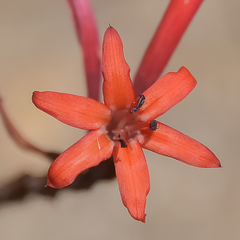 Watsonia gladioloides
