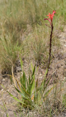 Watsonia gladioloides