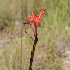 Watsonia gladioloides