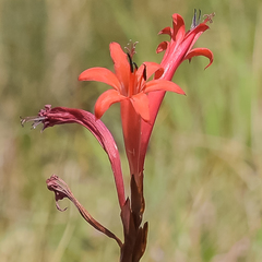 Watsonia gladioloides