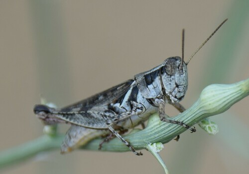 Stone's Locust