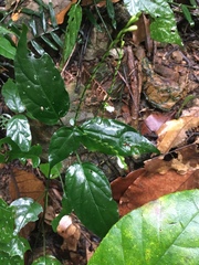 Leptostachya wallichii