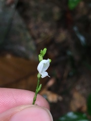 Leptostachya wallichii