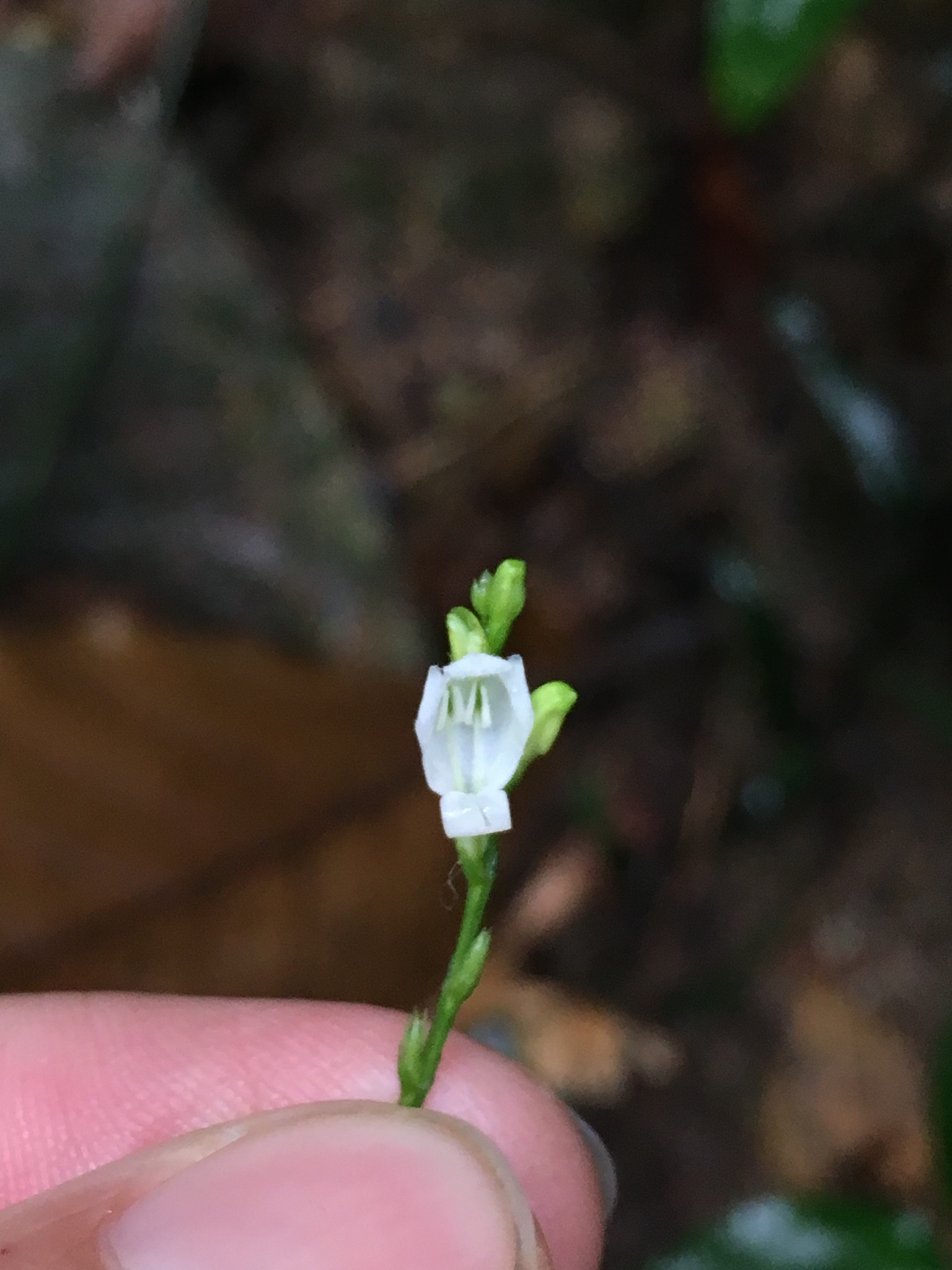 Leptostachya wallichii — ảnh 3