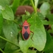 Indian Red Bug - Photo (c) renjus box, some rights reserved (CC BY), uploaded by renjus box