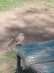 Histurgops ruficauda