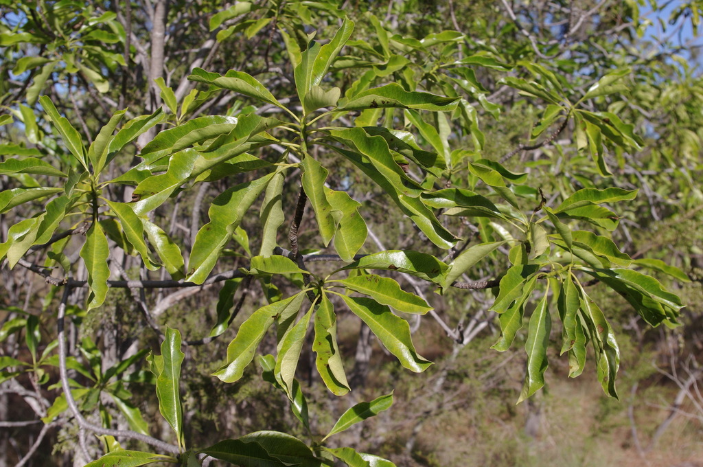 Thevetiinae