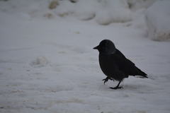 Corvus monedula