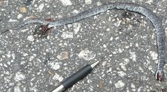 Pareas margaritophorus