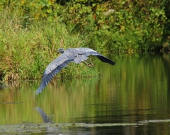 Ardea herodias