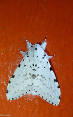 Lymantria marginalis