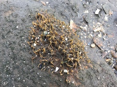 Ciocalypta polymastia