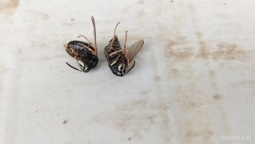Saxon Wasp