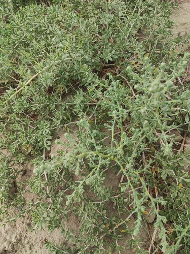 Suaeda glauca iNat (1)