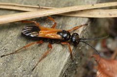 Priocnemis conformis