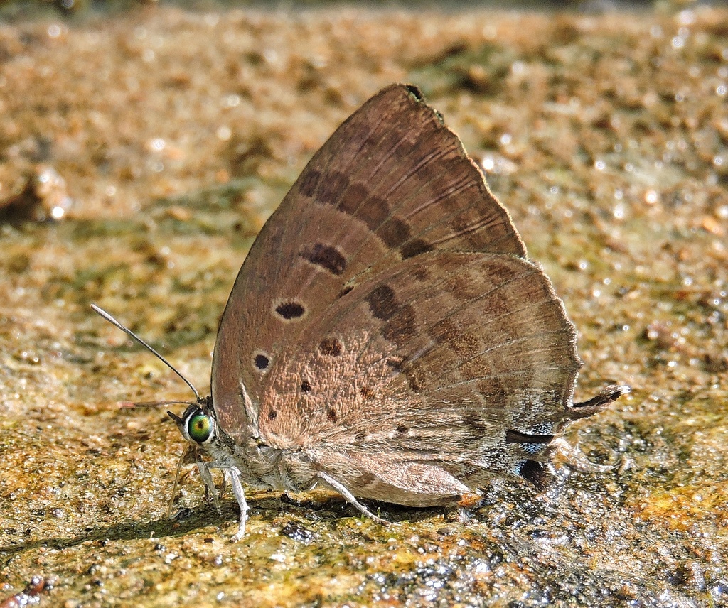 Kanara Oakblue