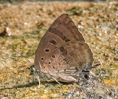 Arhopala alea