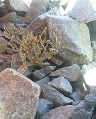 Lignocarpa carnosula