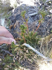 Aciphylla monroi