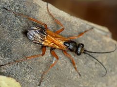 Priocnemis conformis