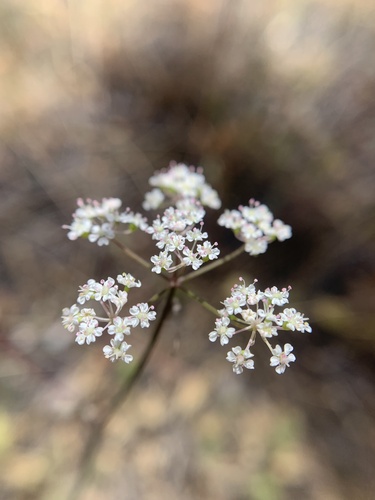 Perideridia parishii ssp. parishii