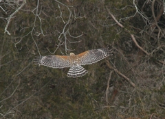 Buteo lineatus