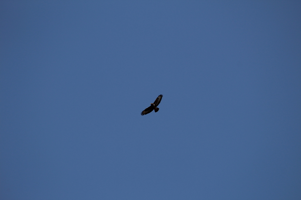 Common Buzzard from Cascina Guglielmina, 3, 13039 Trino VC, Italia on ...