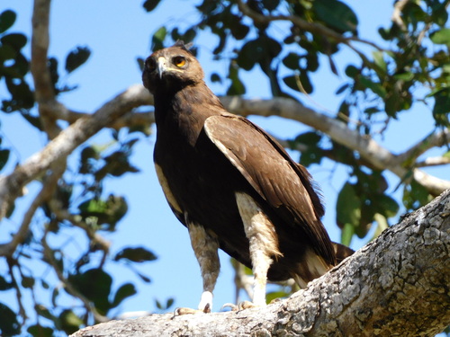 Long-crested Eagle