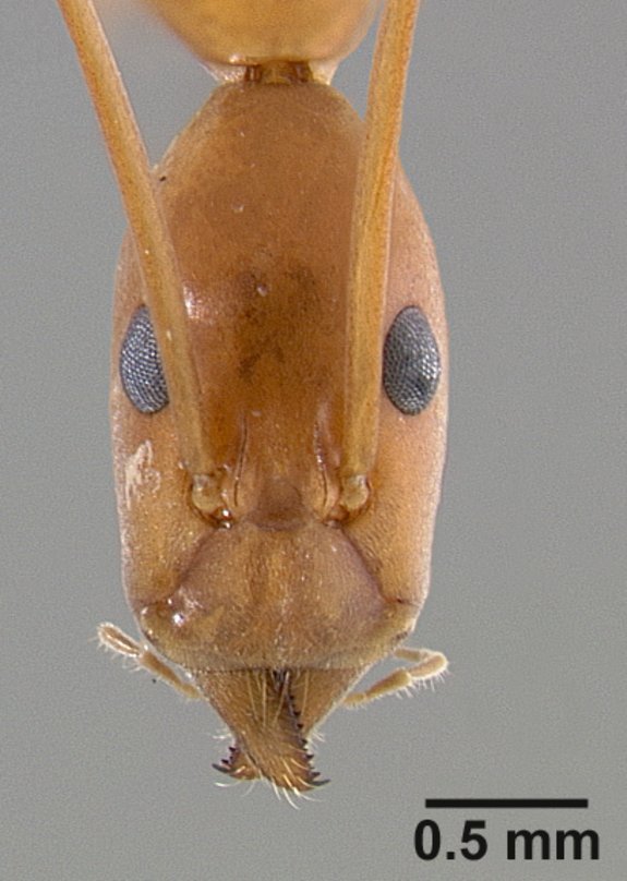 Leptomyrmex pallens