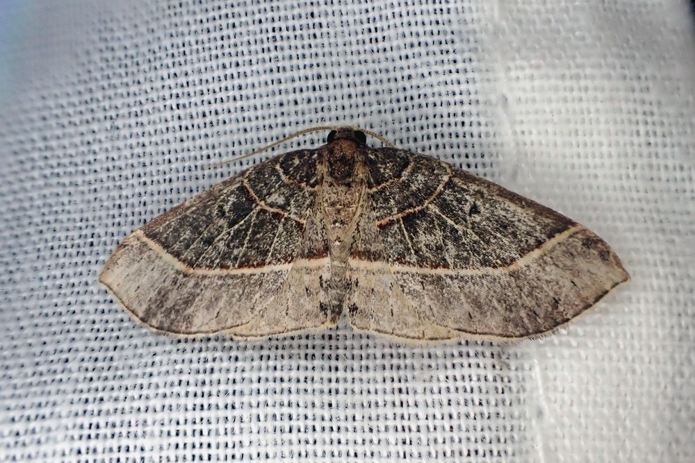 Asthenotricha