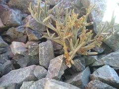 Lignocarpa carnosula