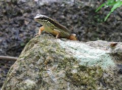 Sphenomorphus incognitus