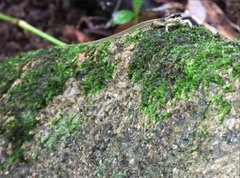 Sphenomorphus incognitus