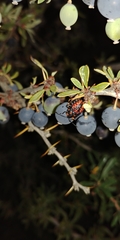 Phorbanta variabilis