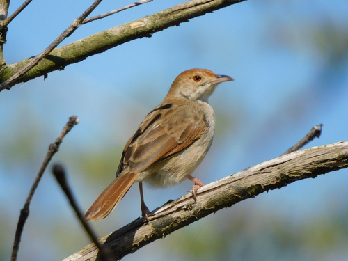 Rattling Cisticola