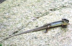 Sphenomorphus incognitus