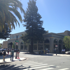 Sequoia sempervirens
