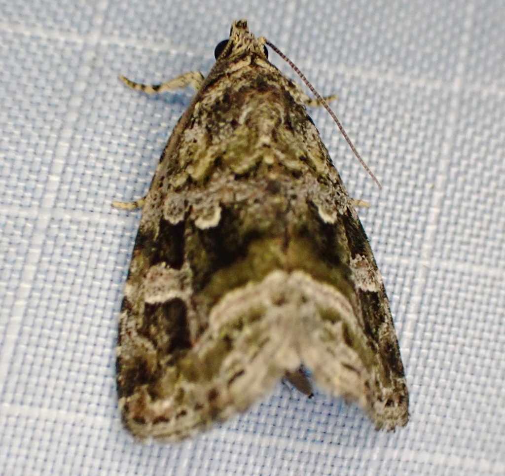 Large Mossy Glyph from Chesterfield County, VA, USA on July 28, 2023 at