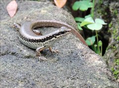 Sphenomorphus incognitus