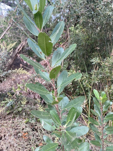 iNaturalist observation photo of Toyon